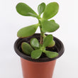 Load image into Gallery viewer, Jade Succulent Plant in Yellow Ceramic Flower Pot