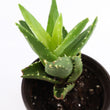 Load image into Gallery viewer, Aloe Nobilis 'Gold Tooth Aloe' Succulent Plant in White Glass Coral Pattern Plant Pot