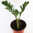 Load image into Gallery viewer, ZZ Plant in a Gray Ceramic Nursery Pot