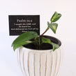 Load image into Gallery viewer, Hoya Krimson Princess Live Plant in Modern White Ceramic Plant Pot
