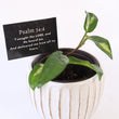 Load image into Gallery viewer, Hoya Krimson Princess Live Plant in Modern White Ceramic Plant Pot