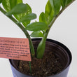 Load image into Gallery viewer, ZZ Plant in a Psalm 27 Black Nursery Pot