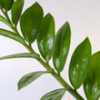 Load image into Gallery viewer, ZZ Plant in a Psalm 27 Black Nursery Pot