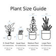 Load image into Gallery viewer, ZZ Plant in a Psalm 27 Black Nursery Pot