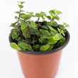Load image into Gallery viewer, Creeping Inch Plant - Live Plant