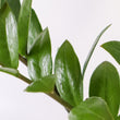 Load image into Gallery viewer, ZZ Plant in a Gray Ceramic Nursery Pot