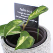 Load image into Gallery viewer, Hoya Krimson Princess Live Plant in Modern White/Gray Ceramic Plant Pot