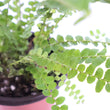 Load image into Gallery viewer, Ladder Fern Plant in a Square Bamboo Planter