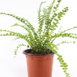 Load image into Gallery viewer, Ladder Fern Plant in a Square Bamboo Planter