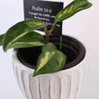 Load image into Gallery viewer, Hoya Krimson Princess Live Plant in Modern White Ceramic Plant Pot