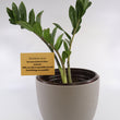 Load image into Gallery viewer, ZZ Plant in a Gray Ceramic Nursery Pot