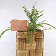 Load image into Gallery viewer, Ladder Fern Plant in a Square Bamboo Planter