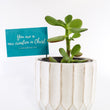 Load image into Gallery viewer, Jade Succulent Plant in Ceramic White Retro Pot