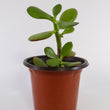Load image into Gallery viewer, Jade Succulent Plant in Yellow Ceramic Flower Pot
