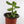 Load image into Gallery viewer, Jade Succulent Plant in &quot;Jesus Loves Me&quot; Planter
