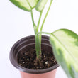 Load image into Gallery viewer, Dieffenbachia Plant in a Bamboo Square Planter
