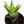 Load image into Gallery viewer, Aloe Nobilis &#39;Gold Tooth Aloe&#39; Succulent Plant in Silver Plant Pot
