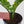 Load image into Gallery viewer, ZZ Plant in a Psalm 27 Black Nursery Pot
