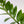 Load image into Gallery viewer, ZZ Plant in a Psalm 27 Black Nursery Pot

