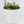 Load image into Gallery viewer, Creeping Inch Plant - Live Plant

