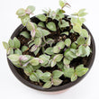 Load image into Gallery viewer, Pink Panther Wandering Jew Plant
