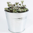 Load image into Gallery viewer, Pink Panther Wandering Jew Plant
