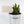 Load image into Gallery viewer, Aloe Nobilis &#39;Gold Tooth Aloe&#39; Succulent Plant in Silver Plant Pot
