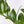 Load image into Gallery viewer, ZZ Plant in a Gray Ceramic Nursery Pot
