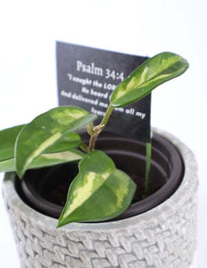 Hoya Krimson Princess Live Plant in Modern White/Gray Ceramic Plant Pot