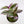 Load image into Gallery viewer, Tradescantia &#39;Albiflora&#39; Nanouk Live Plant in &quot;Grow In The Lord&quot; Nursery Pot
