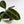 Load image into Gallery viewer, Calathea Jungle Velvet Plant
