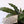 Load image into Gallery viewer, Furry Feather Calathea Live Plant in a &#39;Grow with God&#39; Ceramic Clay Planter
