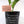 Load image into Gallery viewer, ZZ Plant in a Psalm 27 Black Nursery Pot
